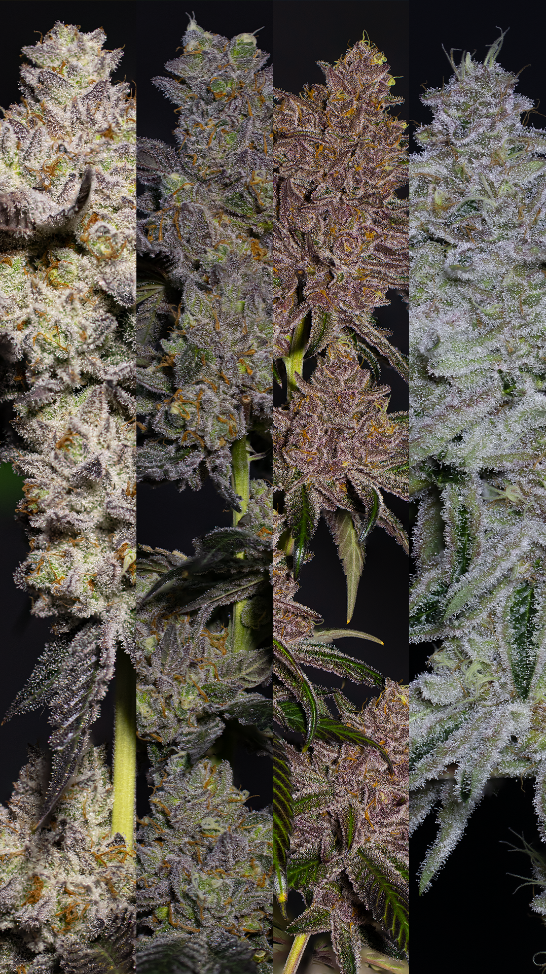 Almost Everything Bundle