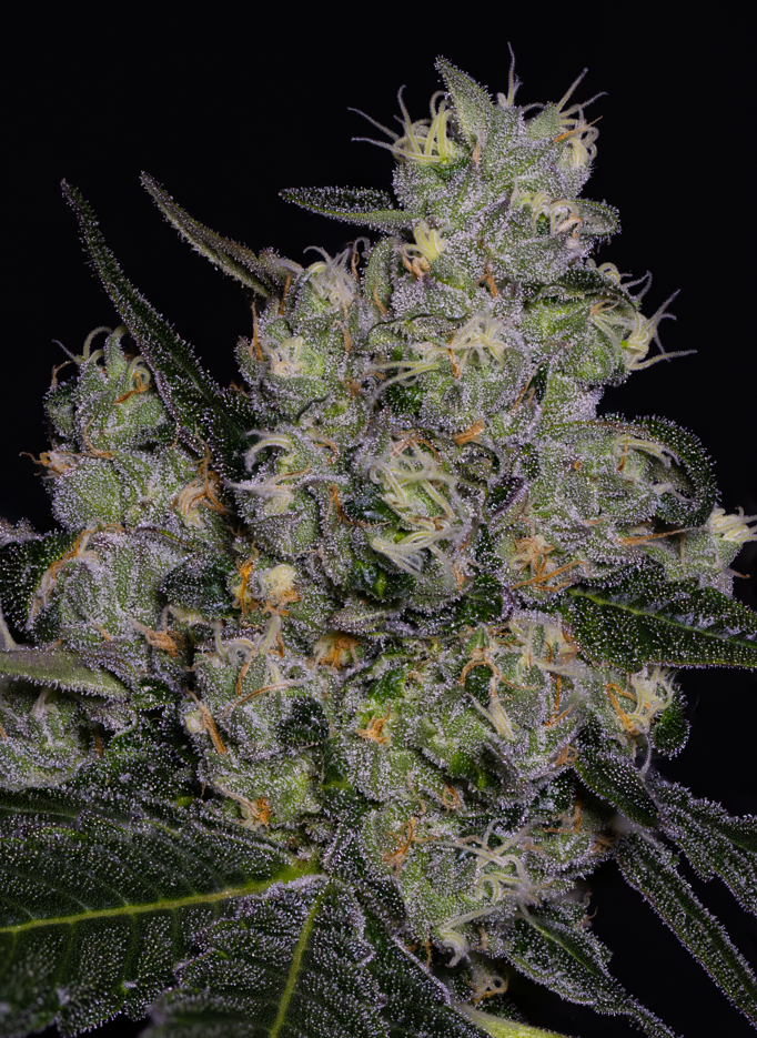 Runtz x Apple Fritter R1