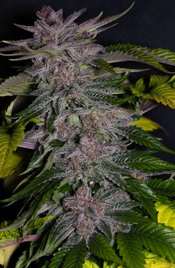 Guava Cherry F1