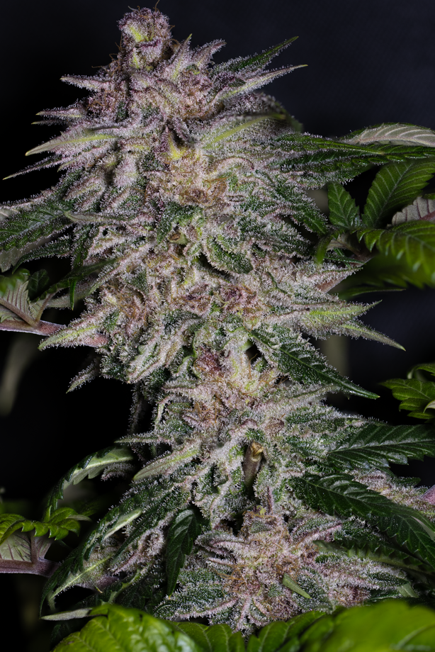 Guava Cherry F1