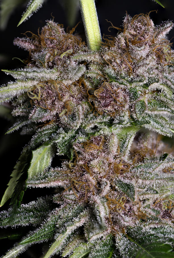 Guava Cherry F1