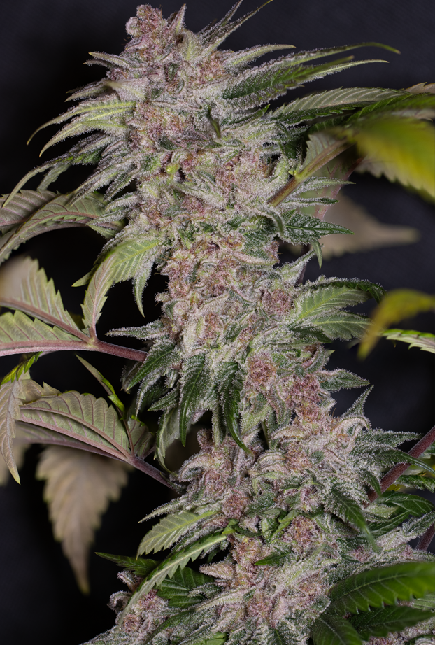 Guava Cherry F1