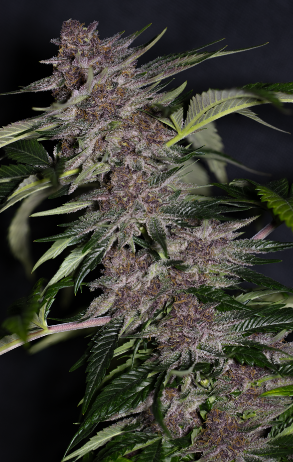 Guava Cherry F1