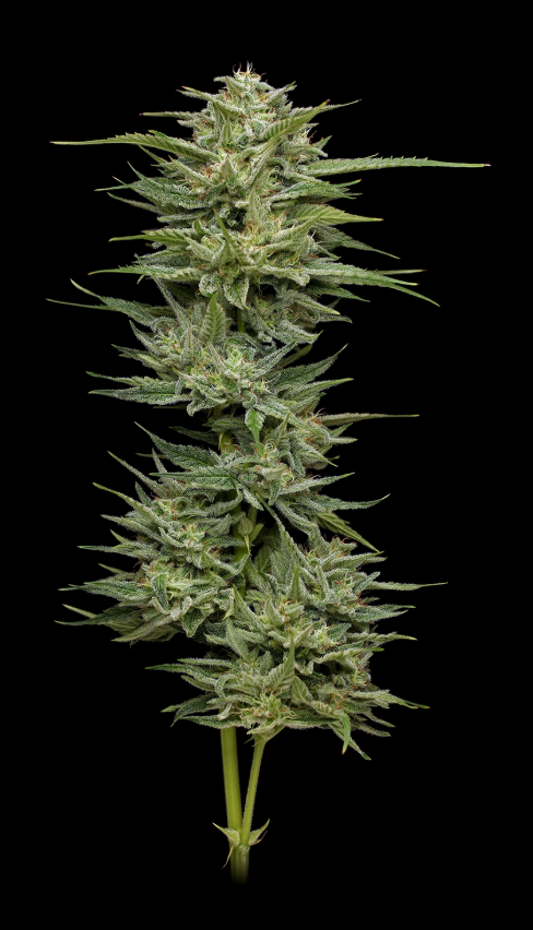 Humbolt Seed Co Hella Jelly 10 Feminzed Seeds