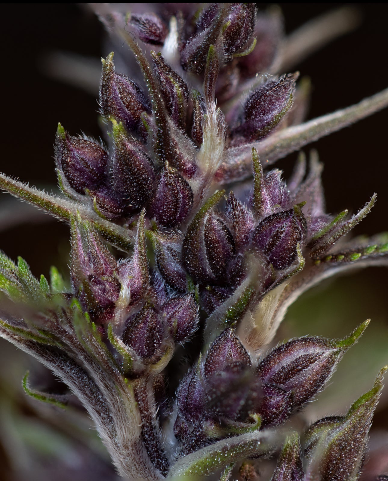 Queen of the South F3