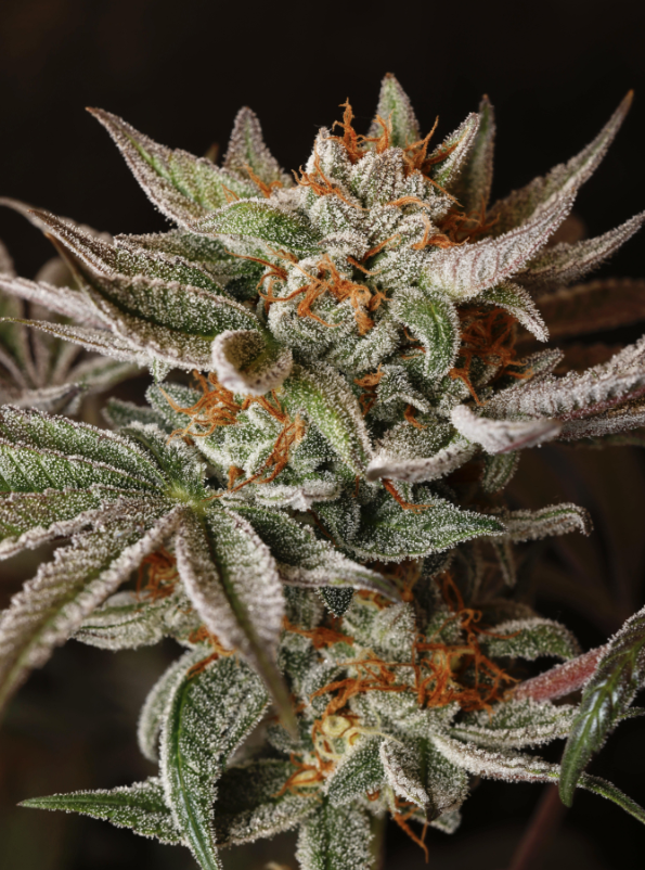 Humbolt Seed Co Northern Nights 10 Feminzed Seeds