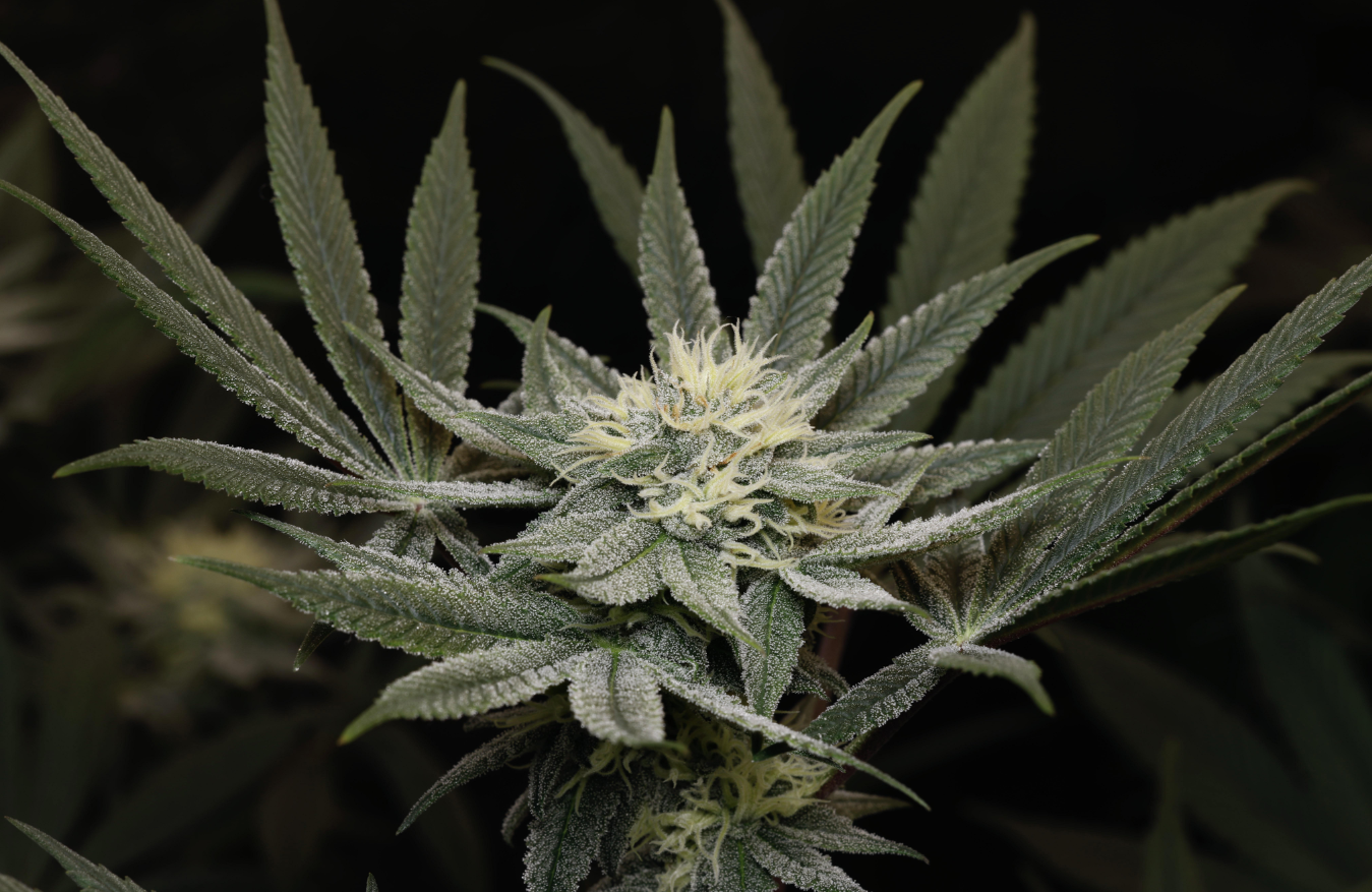 Humbolt Seed Co Northern Nights 10 Feminzed Seeds