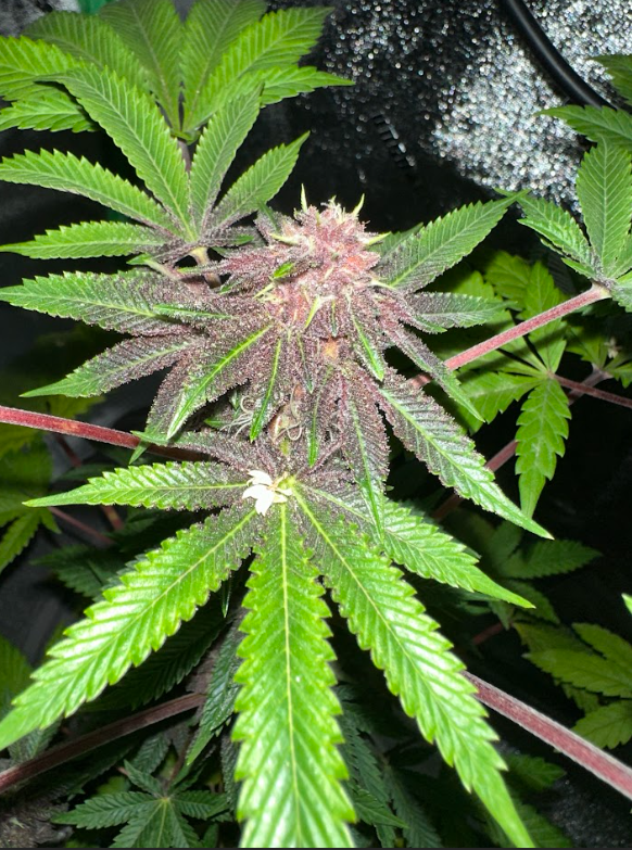 Queen of the South F3