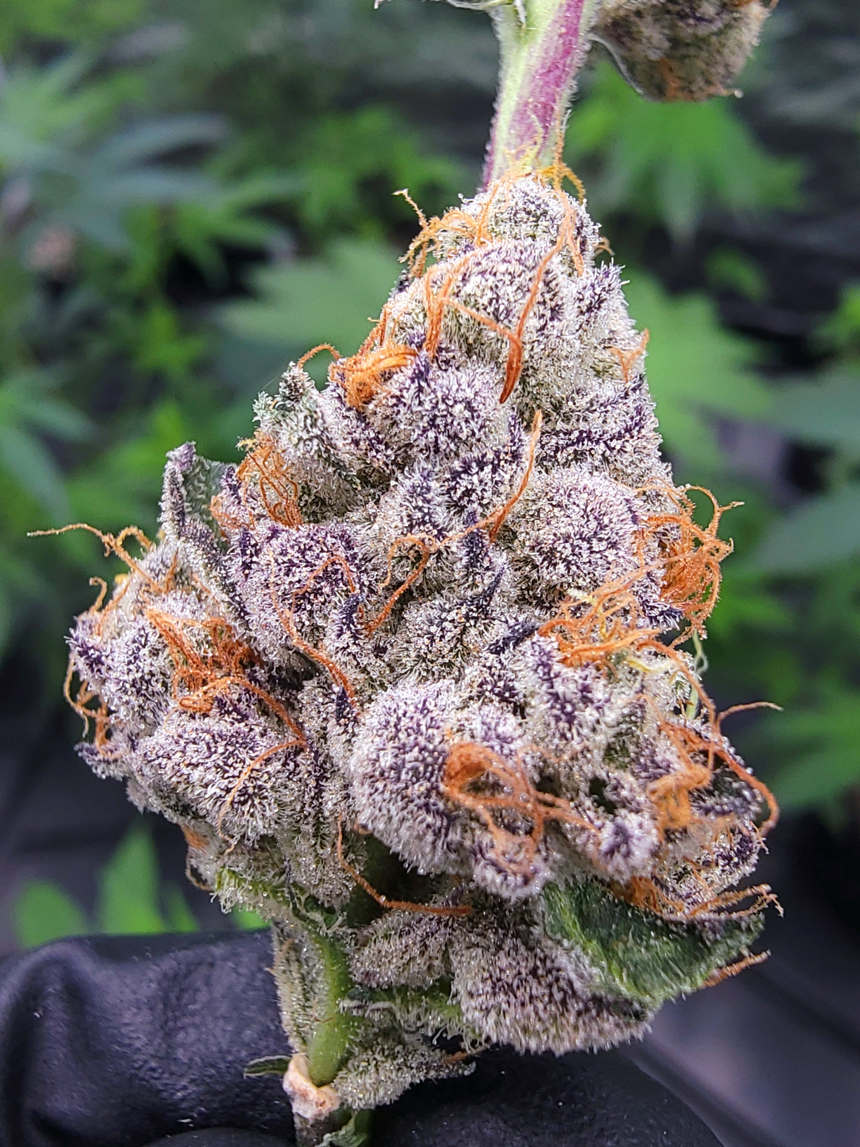 Runtz x Apple Fritter R1