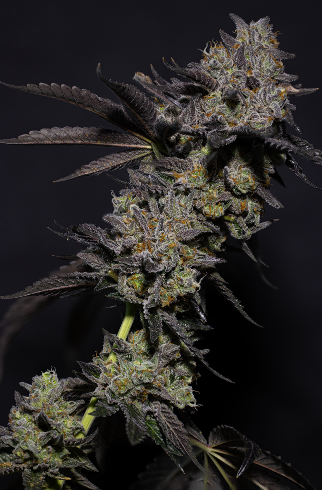 Sour Apple Butter R1