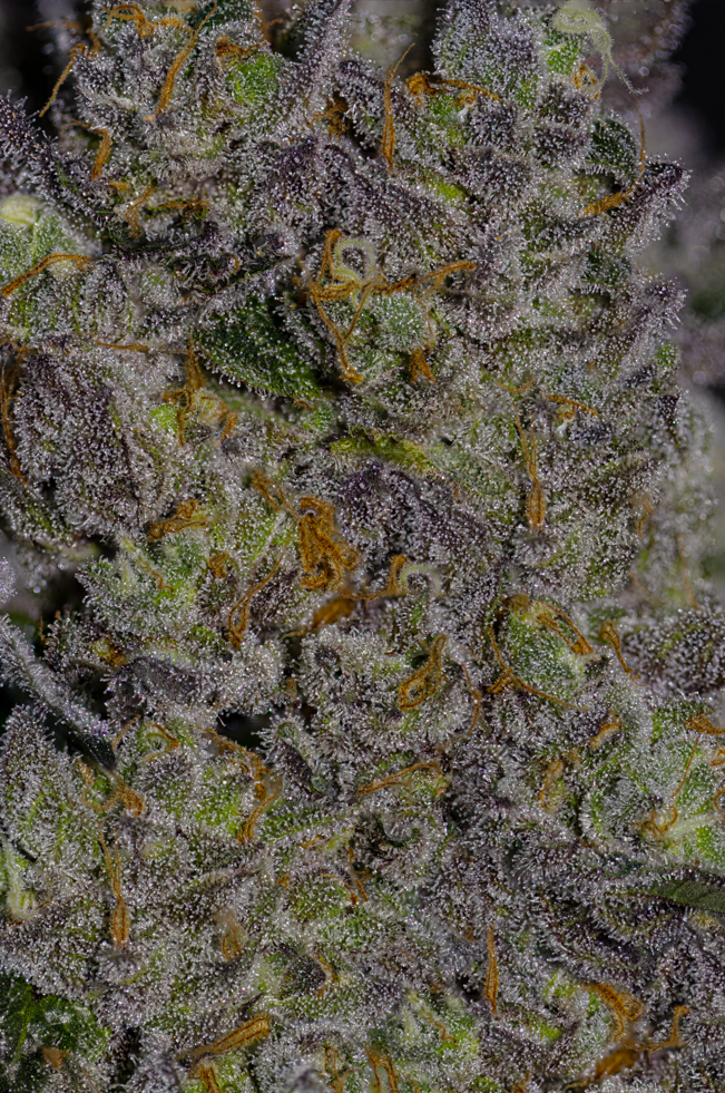 Sour Apple Butter R1