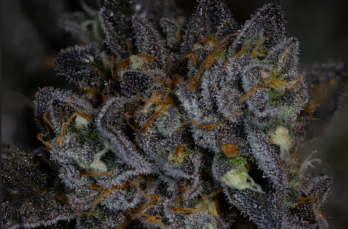 Sour Apple Butter R1