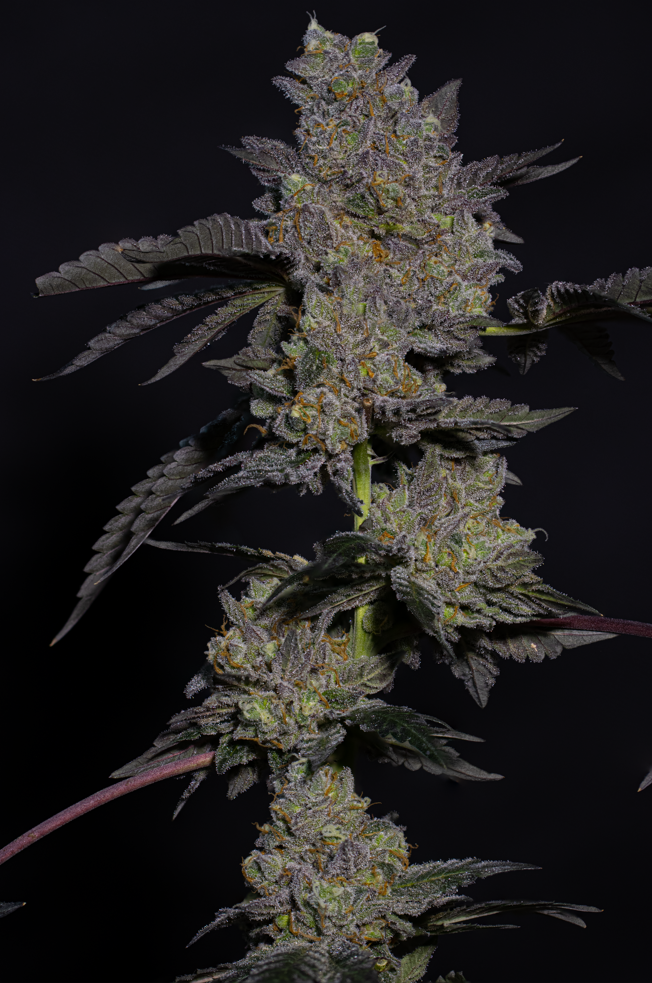 Sour Apple Butter R1