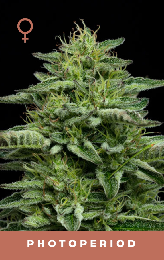Humbolt Seed Co The Bling 10 Feminzed Seeds