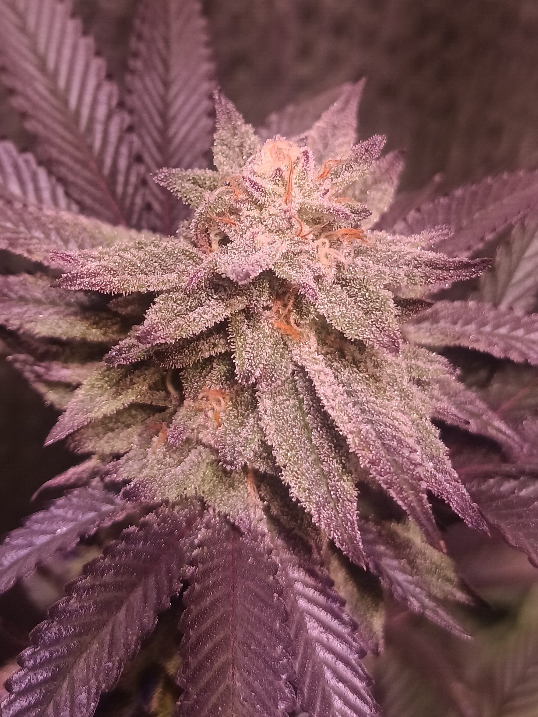 Grape Rips