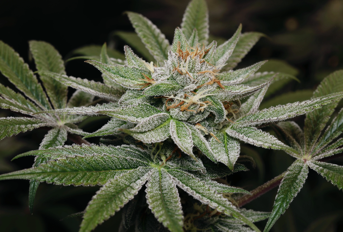 Humbolt Seed Co Northern Nights 10 Feminzed Seeds