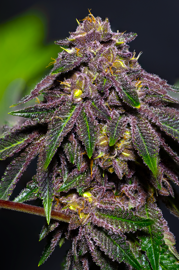 Queen of the South F3