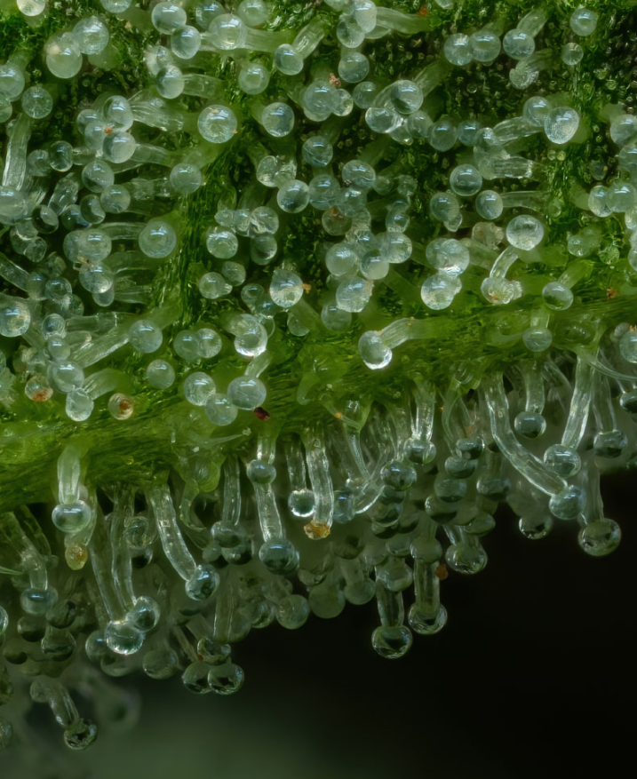 Humbolt Seed Co The Bling 10 Feminzed Seeds