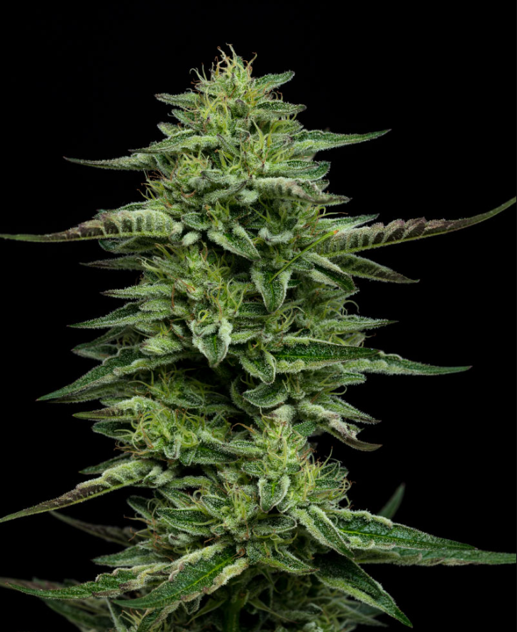 Humbolt Seed Co The Bling 10 Feminzed Seeds